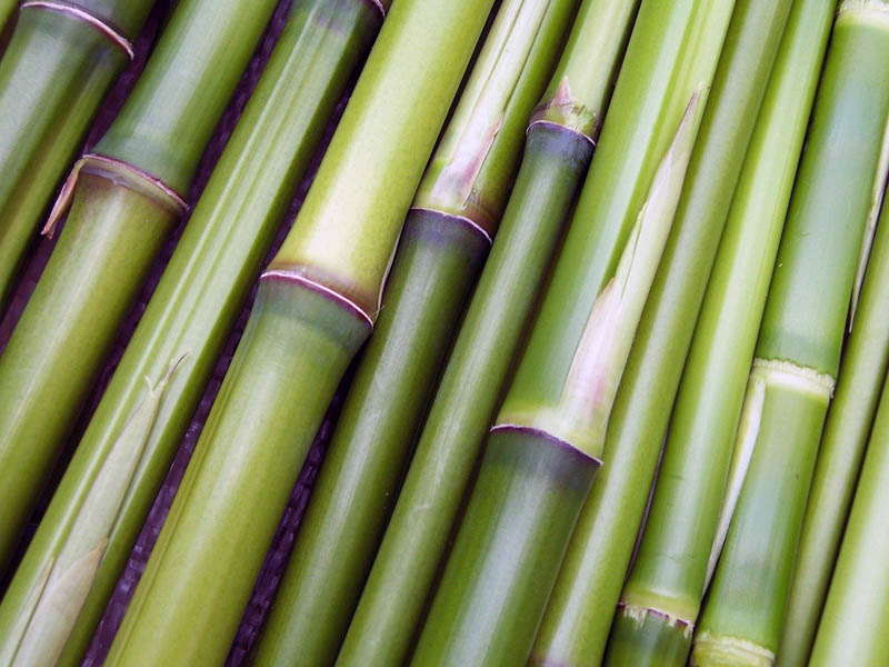 chaumes de bambou