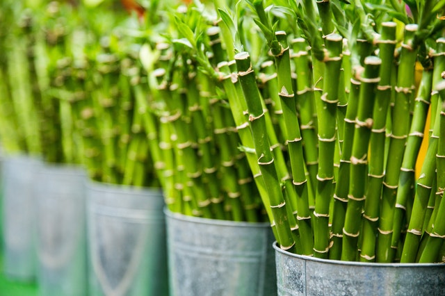 bambou dans des pots